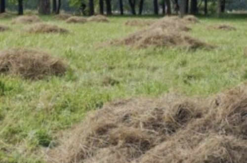 Déchets verts